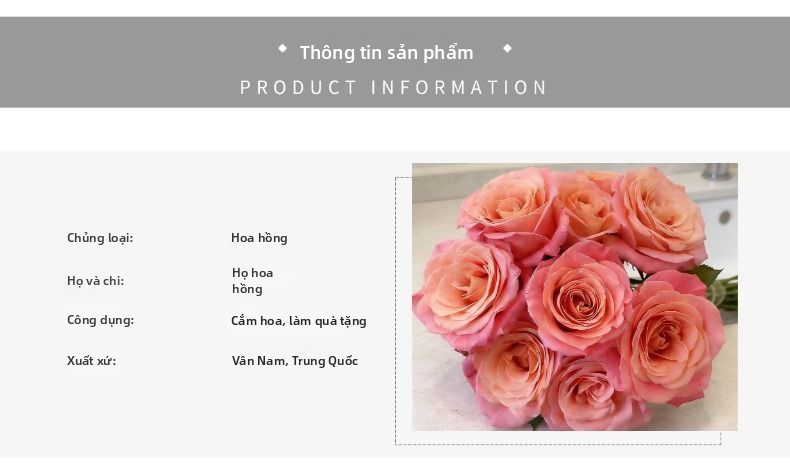 Hoa hồng tươi cắt hoa hồng | Hoa hậu Zhu màu hồng đào Ombre Hoa hồng cắt thân dài cho bó hoa cưới