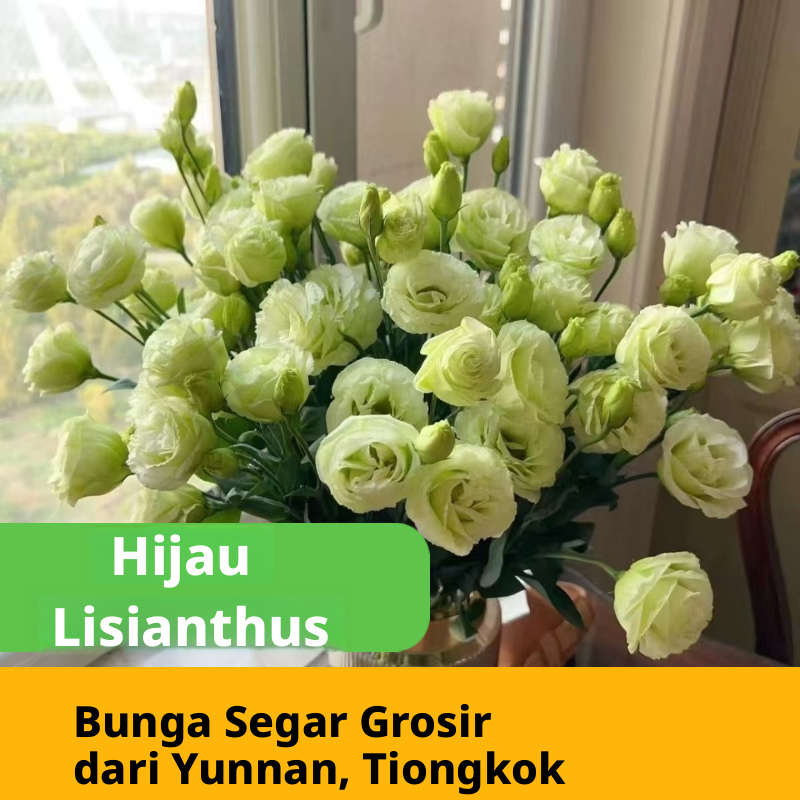Aneka Multicolor Lisianthus Eustoma Batang Potong Segar Massal | Putih Merah Muda Ungu Hijau Campuran Mekar