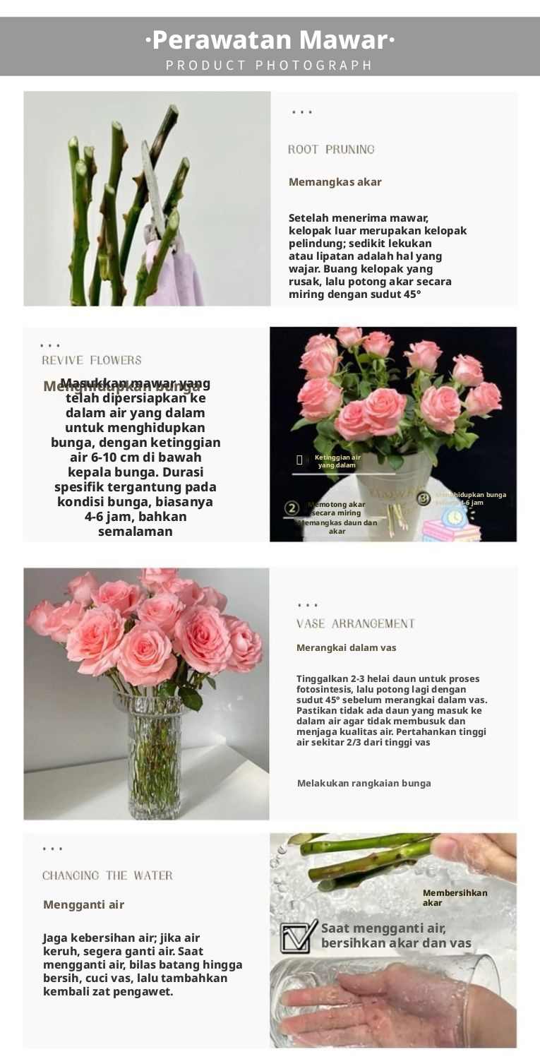 Potongan Segar Nona Piggy Rose | Nona Zhu Peach Pink Ombre Long Stem Cut Rose untuk Buket Pernikahan