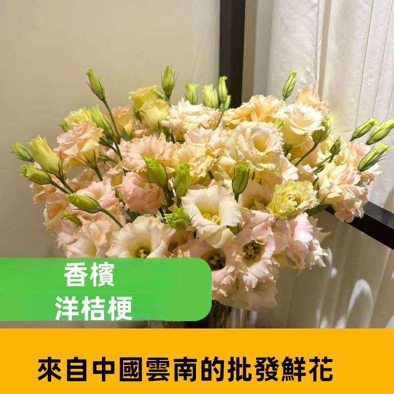 混色洋桔梗鮮切花大批量貨源｜白、粉、紫、綠多色系洋桔梗花材