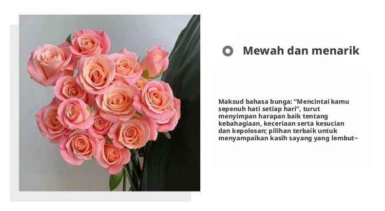 Potongan Segar Cik Piggy Rose | Cik Zhu Peach Merah Jambu Ombre Batang Panjang Potong Mawar untuk Sejambak Perkahwinan