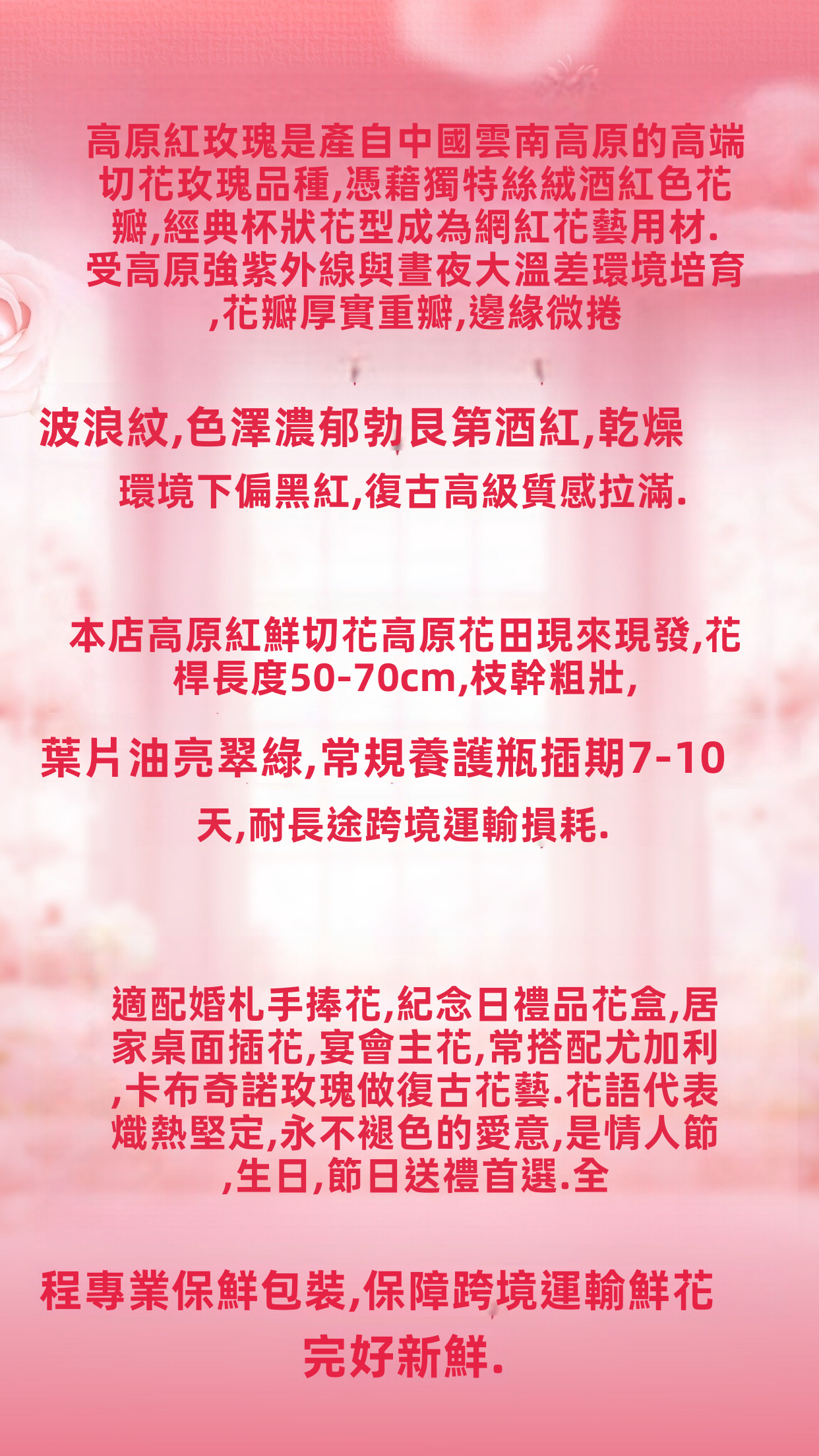 新鮮切割高原紅玫瑰|用於婚禮花束裝飾的天鵝絨勃艮第紅長莖玫瑰