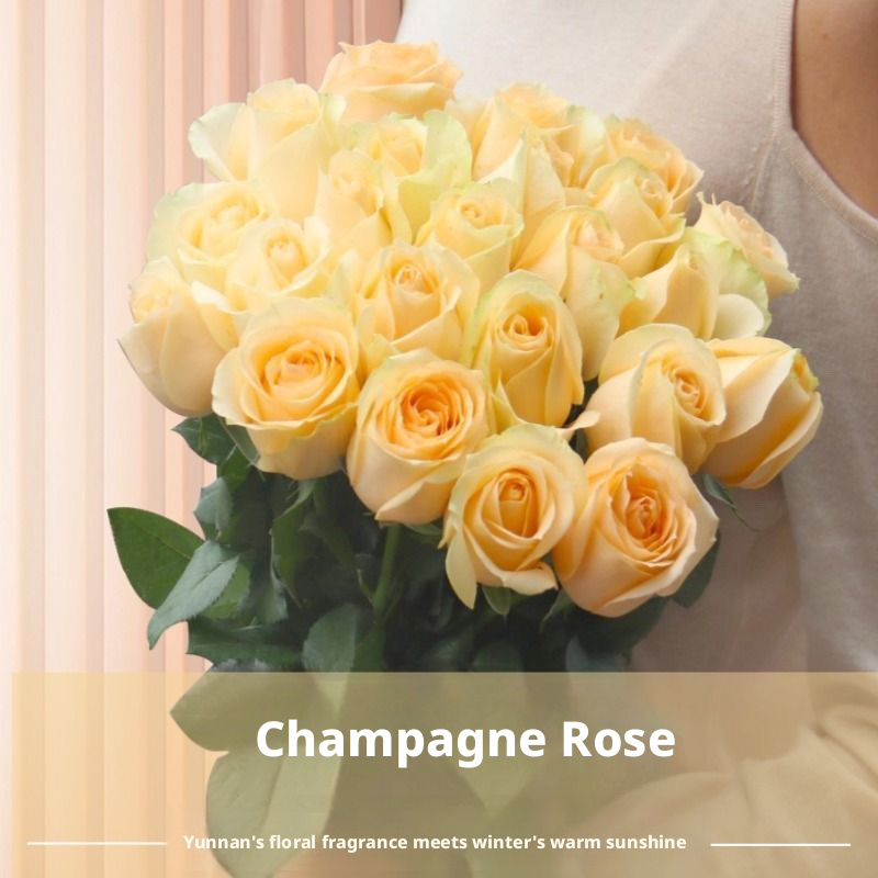 Fresh Cut Champagne Rose Cream Apricot Long Stem Cut Flower for Wedding Bouquet Decor