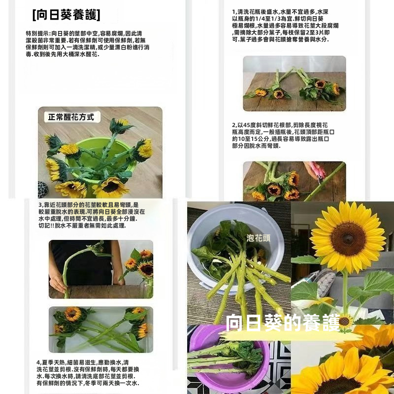 Fresh Cut Sunflowers From Yunnan Natural Fresh Flower for Home Bouquet Decor