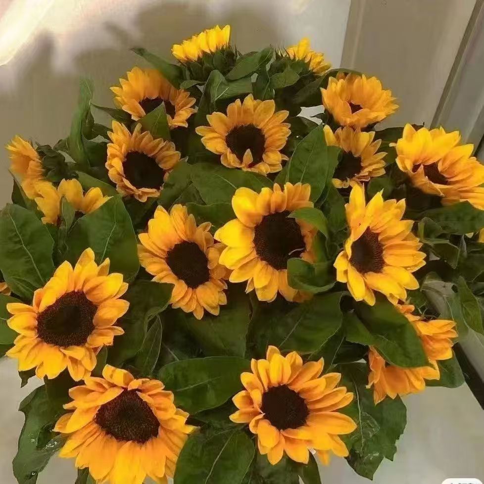 Fresh Cut Sunflowers From Yunnan Natural Fresh Flower For Home Bouquet Decor