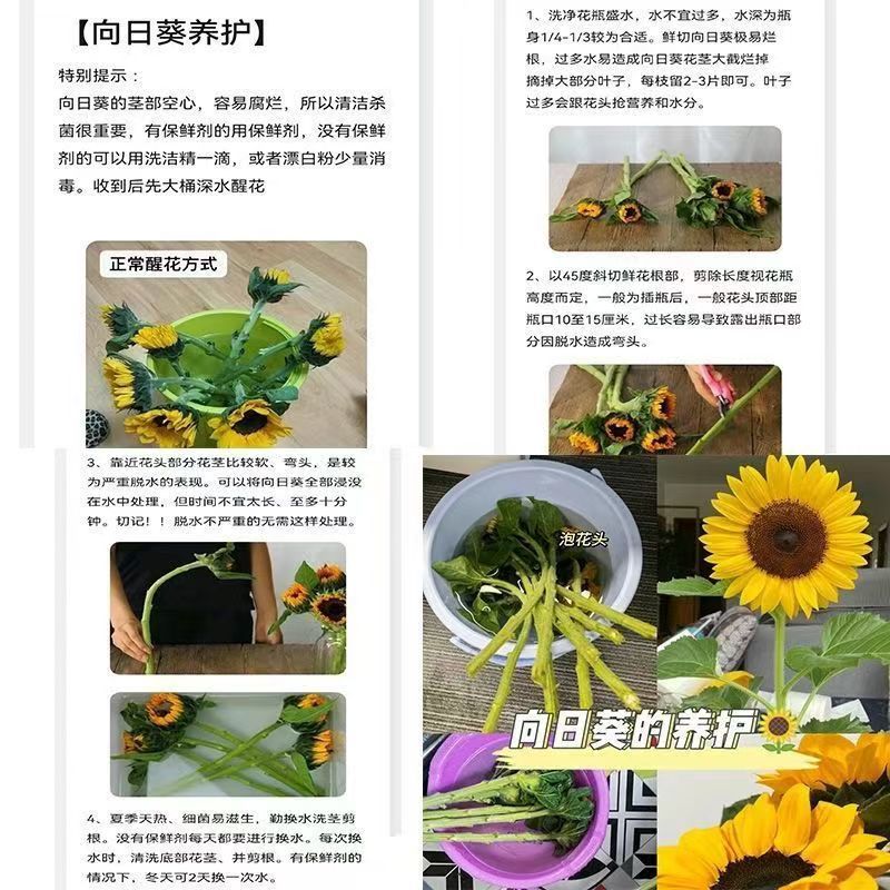 Fresh Cut Sunflowers From Yunnan Natural Fresh Flower For Home Bouquet Decor