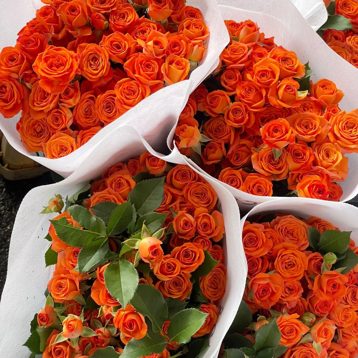 Fresh Cut Orange Barbie Spray Roses | Orange Jewel Multi-head Roses for Home Wedding Decor