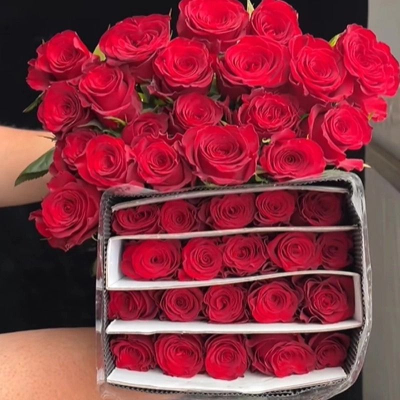 Fresh Cut Plateau Red Rose | Velvet Burgundy Red Long Stem Roses for Wedding Bouquet Decor