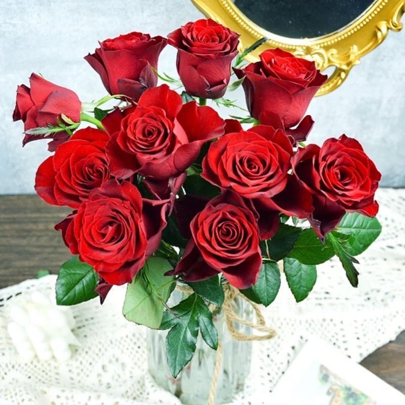 Fresh Cut Plateau Red Rose | Velvet Burgundy Red Long Stem Roses for Wedding Bouquet Decor