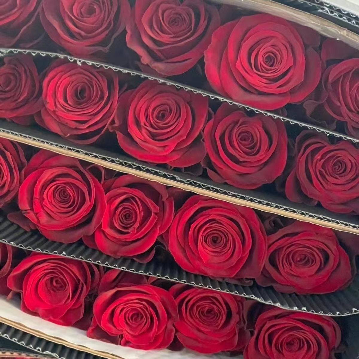 Fresh Cut Plateau Red Rose | Velvet Burgundy Red Long Stem Roses for Wedding Bouquet Decor