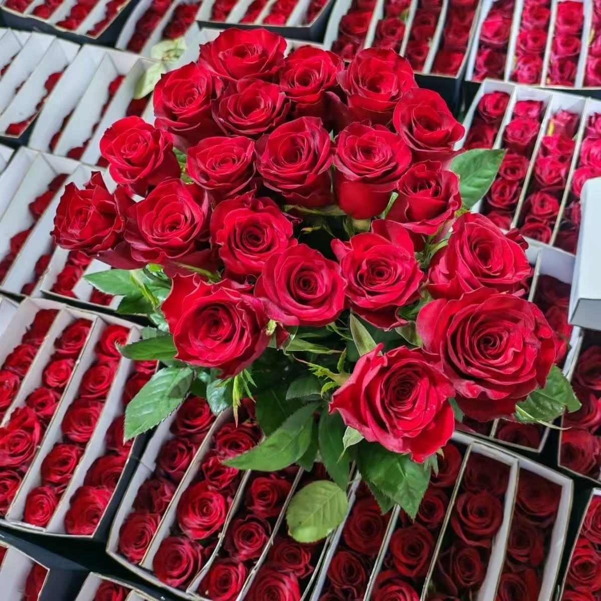 Fresh Cut Plateau Red Rose | Velvet Burgundy Red Long Stem Roses for Wedding Bouquet Decor