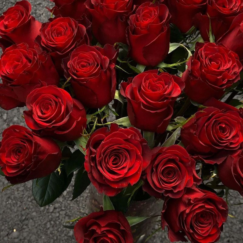 Fresh Cut Plateau Red Rose | Velvet Burgundy Red Long Stem Roses for Wedding Bouquet Decor