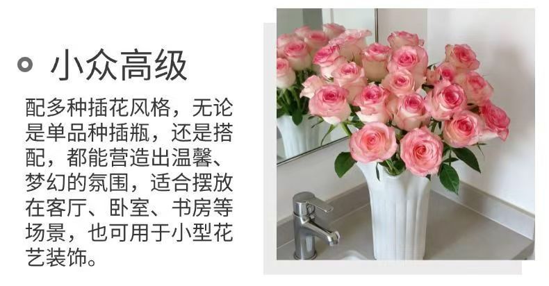 Fresh Cut Jumilia Elsa Rose | White Base Pink Edge Long Stem Cut Rose for Wedding Bouquet Decor