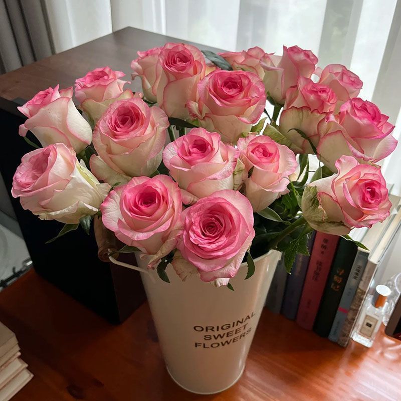 Fresh Cut Jumilia Elsa Rose | White Base Pink Edge Long Stem Cut Rose for Wedding Bouquet Decor