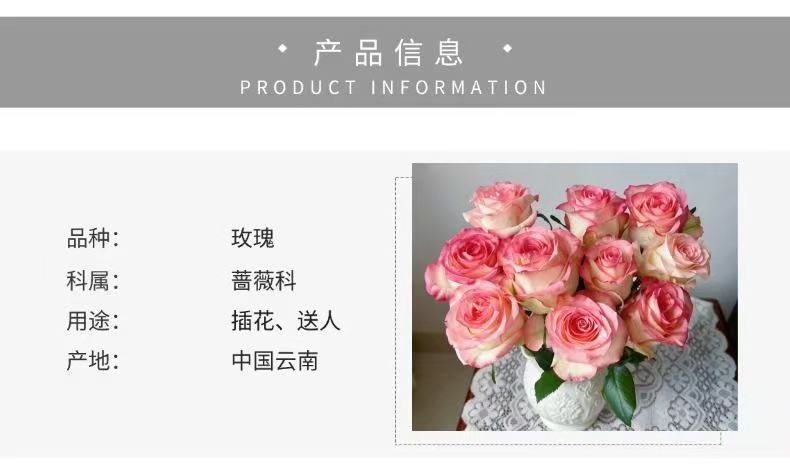 Fresh Cut Jumilia Elsa Rose | White Base Pink Edge Long Stem Cut Rose for Wedding Bouquet Decor
