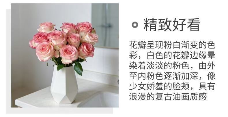Fresh Cut Jumilia Elsa Rose | White Base Pink Edge Long Stem Cut Rose for Wedding Bouquet Decor