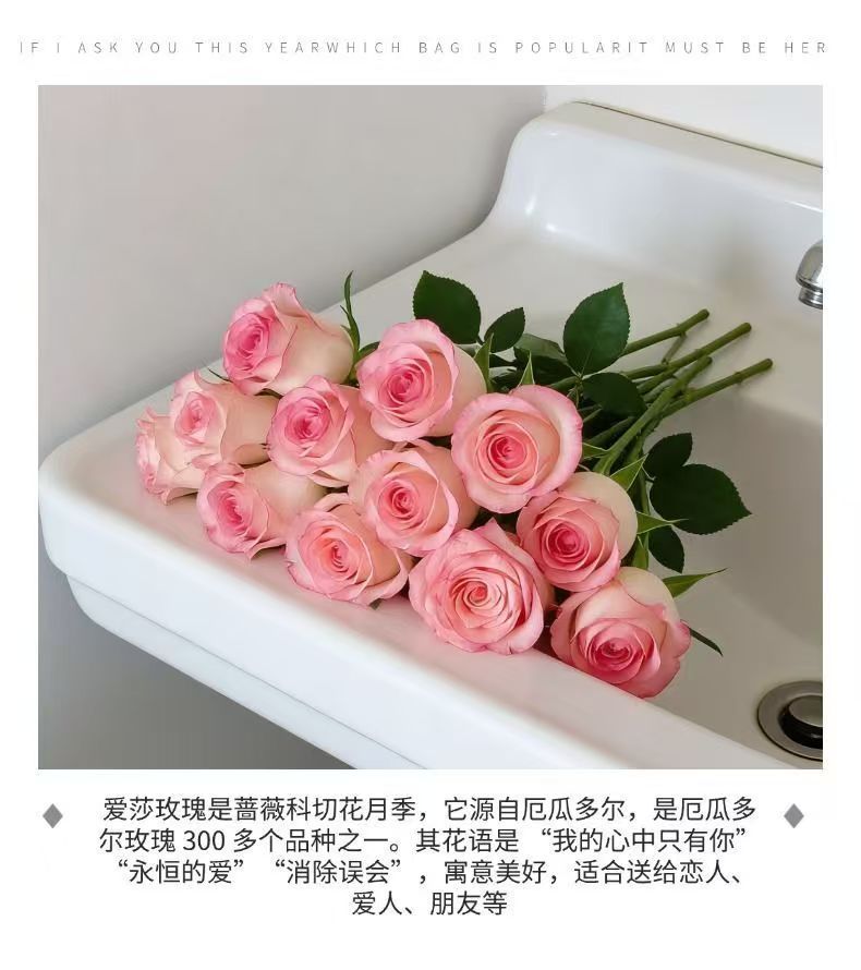Fresh Cut Jumilia Elsa Rose | White Base Pink Edge Long Stem Cut Rose for Wedding Bouquet Decor