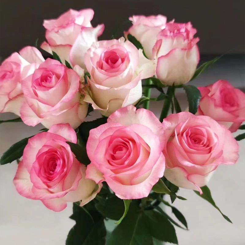 Fresh Cut Jumilia Elsa Rose | White Base Pink Edge Long Stem Cut Rose for Wedding Bouquet Decor