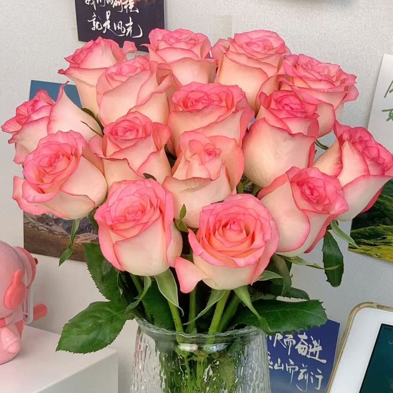 Fresh Cut Jumilia Elsa Rose | White Base Pink Edge Long Stem Cut Rose for Wedding Bouquet Decor