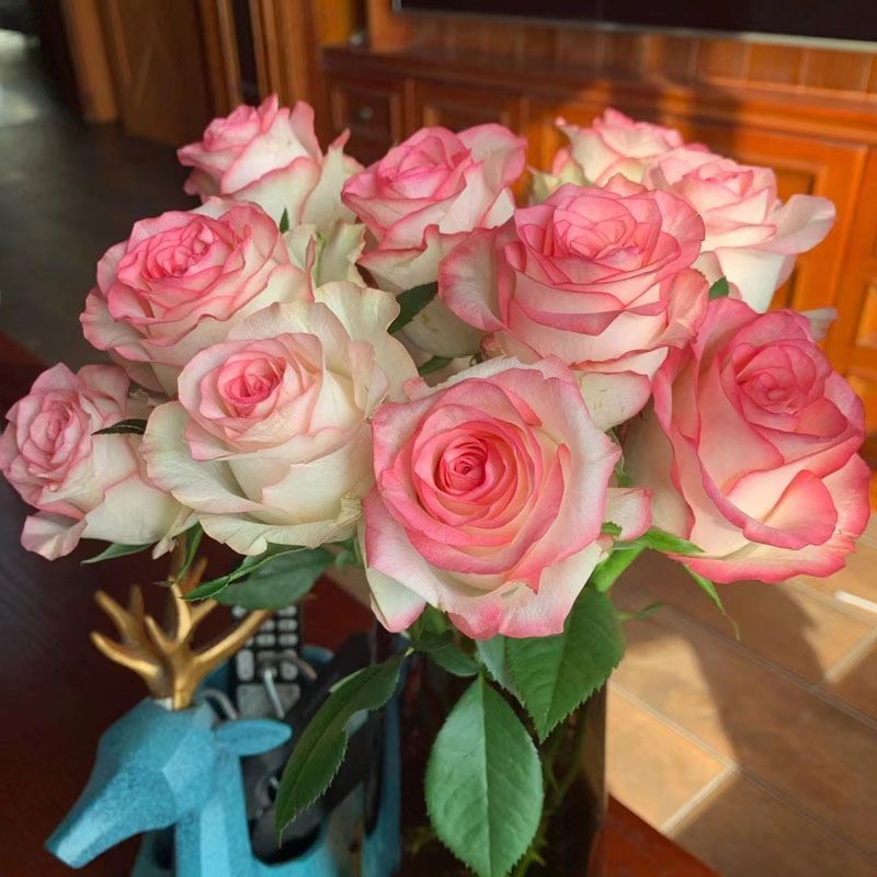 Fresh Cut Princess Diana Rose | Elegant Peach Pink Long Stem Hybrid Tea Rose for Wedding Bouquet