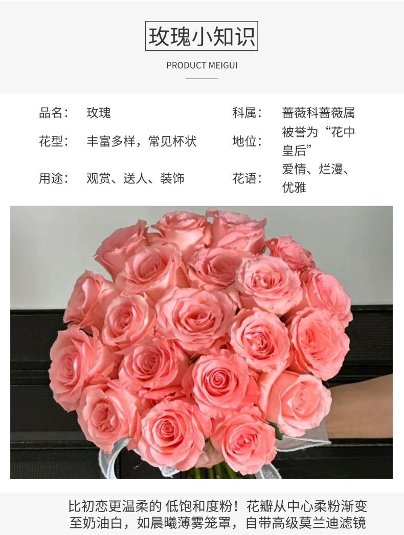 Fresh Cut Princess Diana Rose | Elegant Peach Pink Long Stem Hybrid Tea Rose for Wedding Bouquet