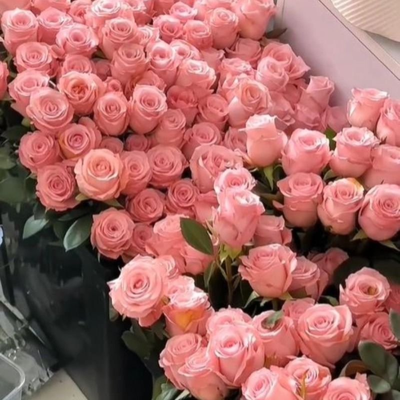 Fresh Cut Princess Diana Rose | Elegant Peach Pink Long Stem Hybrid Tea Rose for Wedding Bouquet