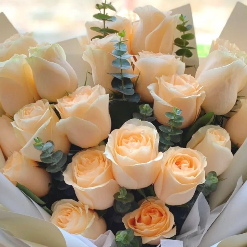 Fresh Cut Champagne Rose Cream Apricot Long Stem Cut Flower for Wedding Bouquet Decor
