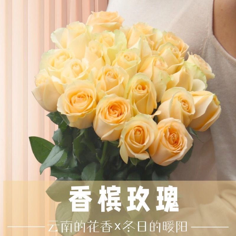 Fresh Cut Champagne Rose Cream Apricot Long Stem Cut Flower for Wedding Bouquet Decor