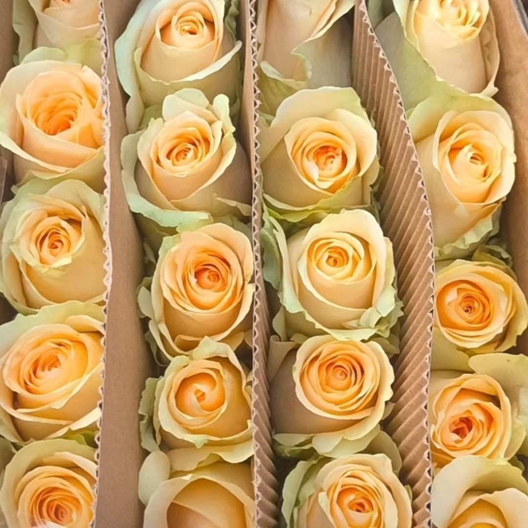 Fresh Cut Champagne Rose Cream Apricot Long Stem Cut Flower for Wedding Bouquet Decor