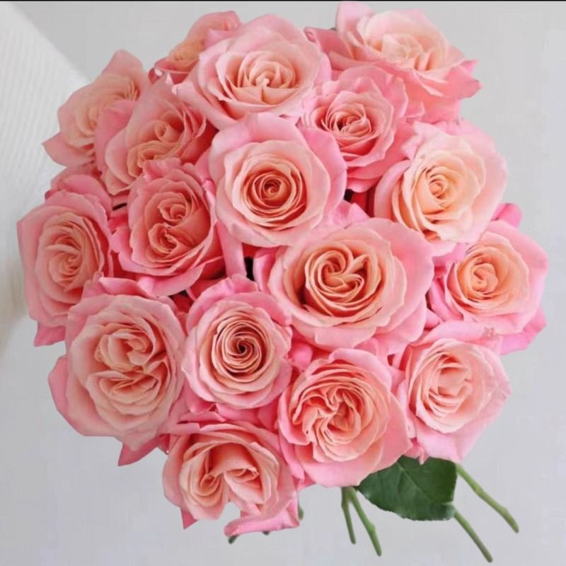 Fresh Cut Miss Piggy Rose | Miss Zhu Peach Pink Ombre Long Stem Cut Rose for Wedding Bouquet