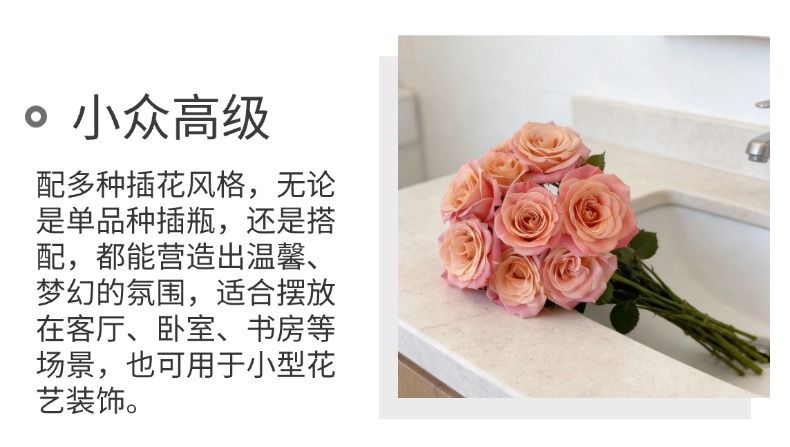 Fresh Cut Miss Piggy Rose | Miss Zhu Peach Pink Ombre Long Stem Cut Rose for Wedding Bouquet