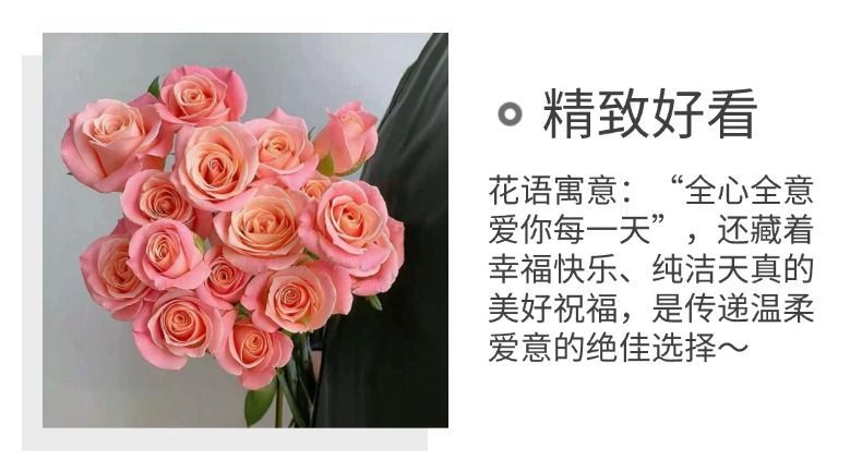 Fresh Cut Miss Piggy Rose | Miss Zhu Peach Pink Ombre Long Stem Cut Rose for Wedding Bouquet
