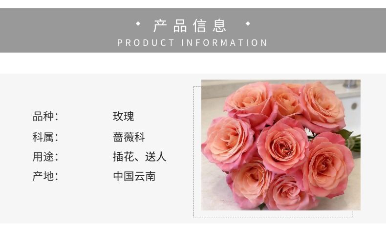 Fresh Cut Miss Piggy Rose | Miss Zhu Peach Pink Ombre Long Stem Cut Rose for Wedding Bouquet
