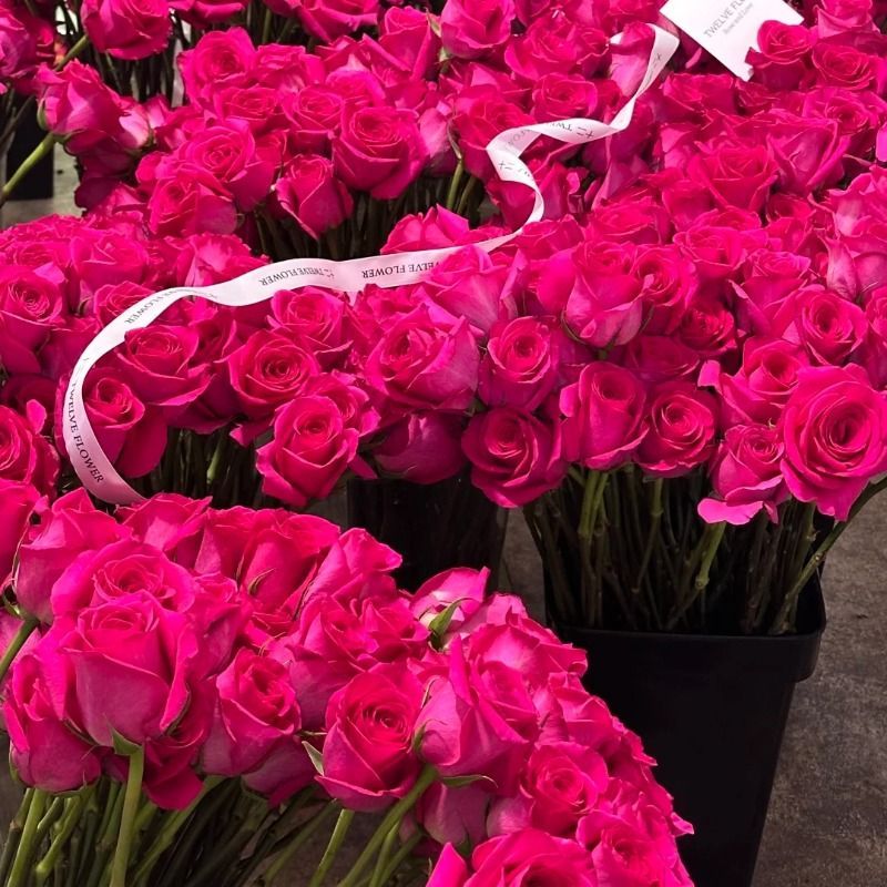 Fresh Cut Pink Floyd Rose | Hot Fuchsia Large Head Long Stem Luxury Cut Rose for Wedding Bouquet
