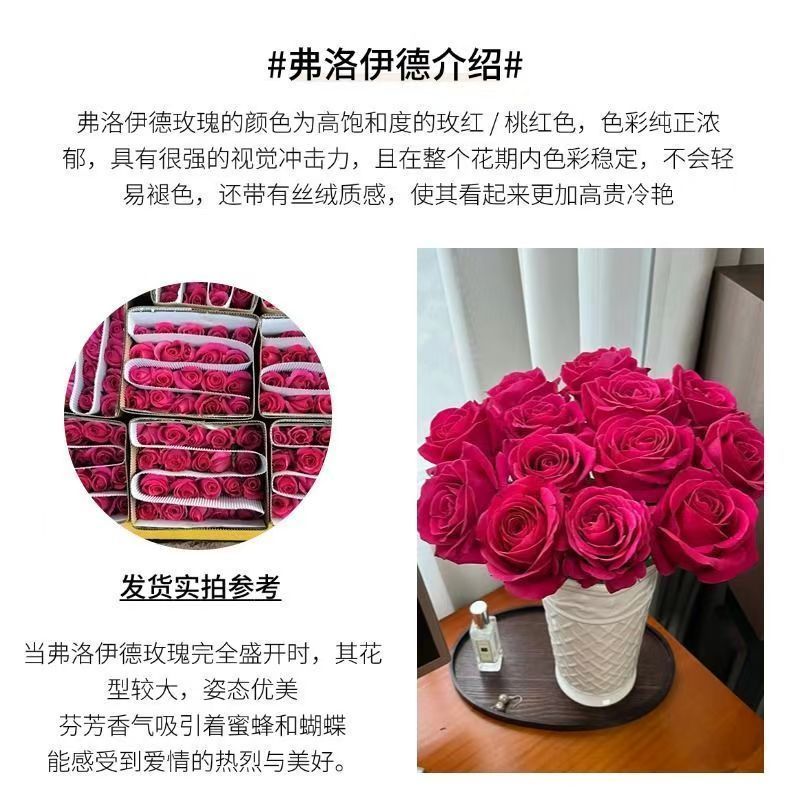 Fresh Cut Pink Floyd Rose | Hot Fuchsia Large Head Long Stem Luxury Cut Rose for Wedding Bouquet