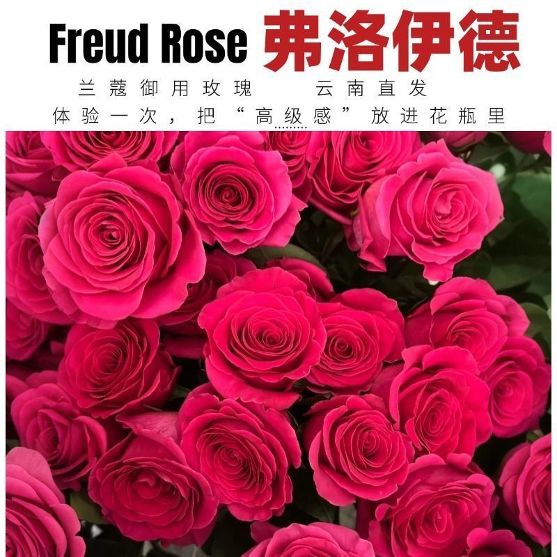 Fresh Cut Pink Floyd Rose | Hot Fuchsia Large Head Long Stem Luxury Cut Rose for Wedding Bouquet