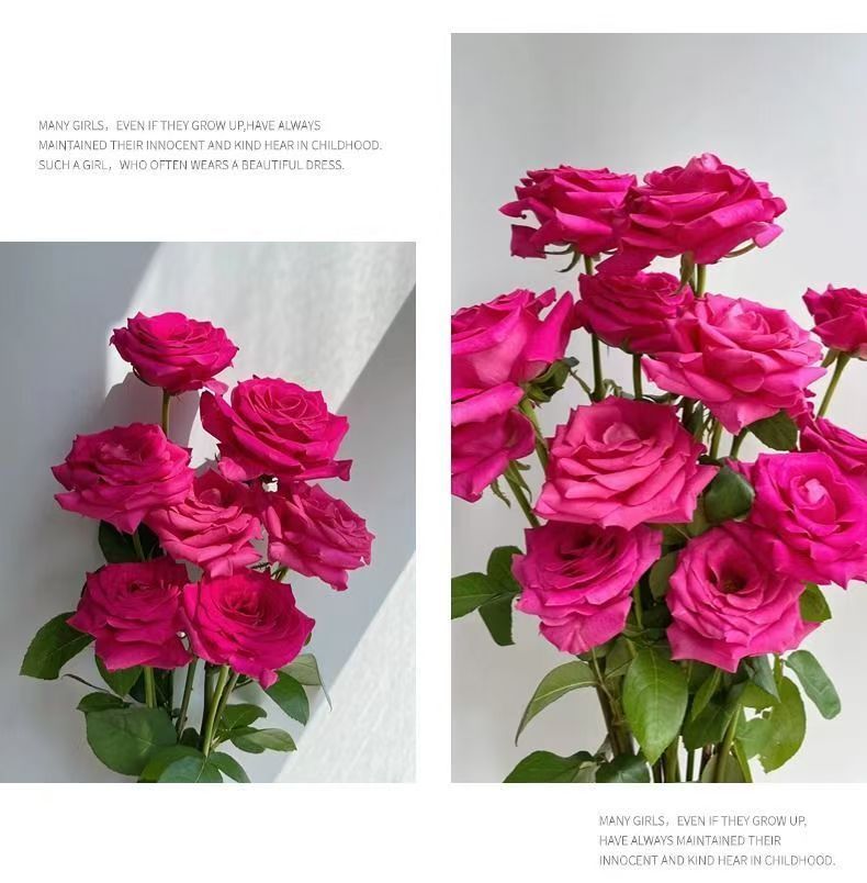 Fresh Cut Pink Floyd Rose | Hot Fuchsia Large Head Long Stem Luxury Cut Rose for Wedding Bouquet