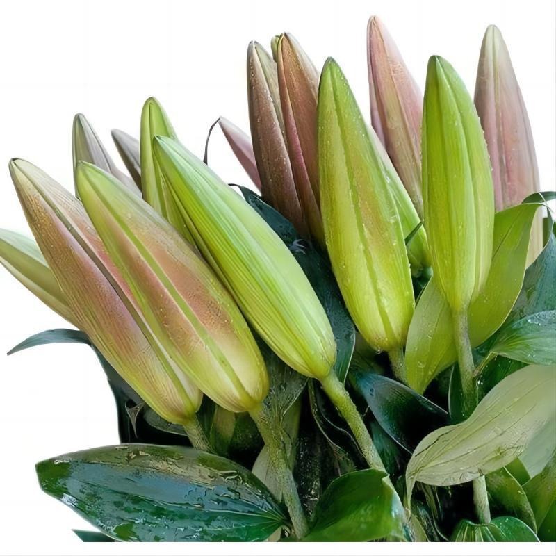 Choose three pieces, free shipping, flower bouquet, flower base straight hair, flower group buying, source of goods, flower wholesale, one piece is sent on behalf of others.