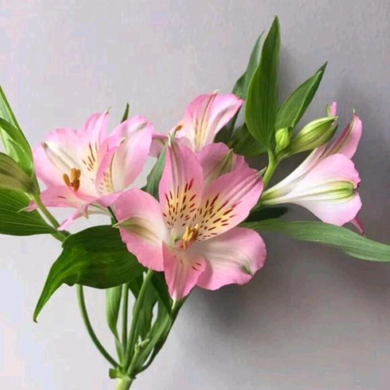 Choose three pieces, free shipping, flower bouquet, flower base straight hair, flower group buying, source of goods, flower wholesale, one piece is sent on behalf of others.