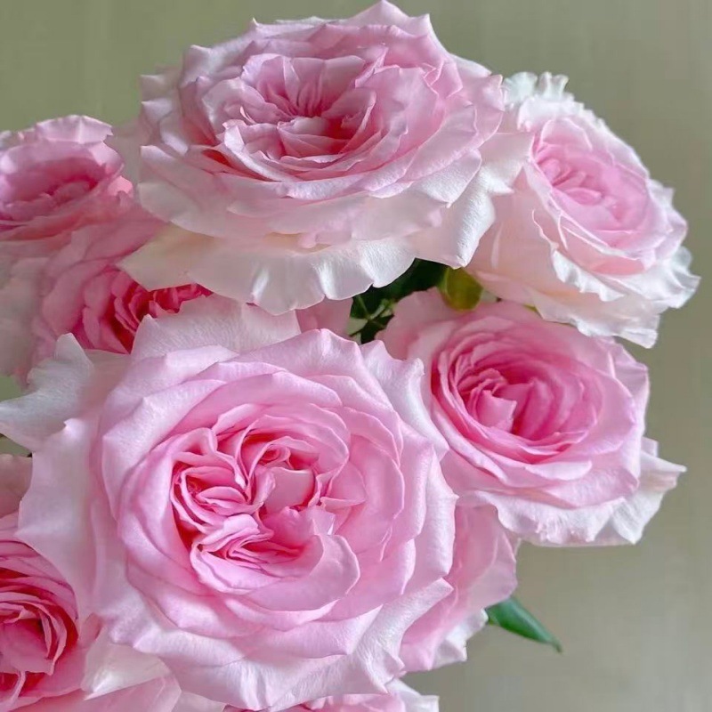 Choose three pieces, free shipping, flower bouquet, flower base straight hair, flower group buying, source of goods, flower wholesale, one piece is sent on behalf of others.