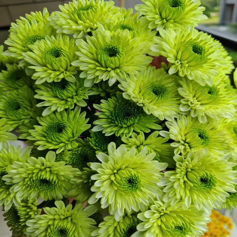 Choose three pieces, free shipping, flower bouquet, flower base straight hair, flower group buying, source of goods, flower wholesale, one piece is sent on behalf of others.