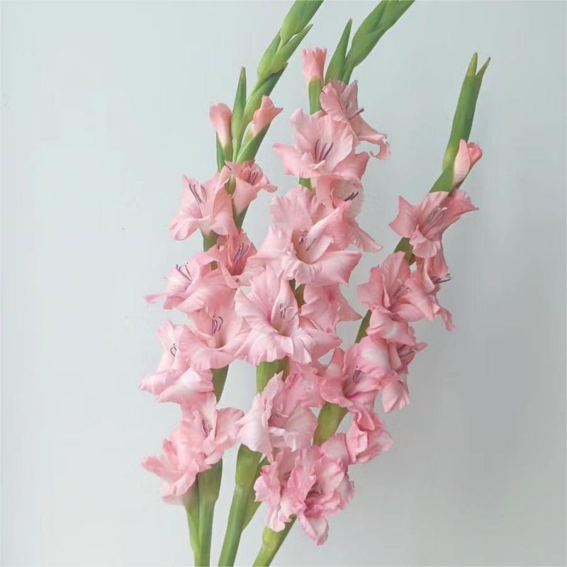 Choose three pieces, free shipping, flower bouquet, flower base straight hair, flower group buying, source of goods, flower wholesale, one piece is sent on behalf of others.