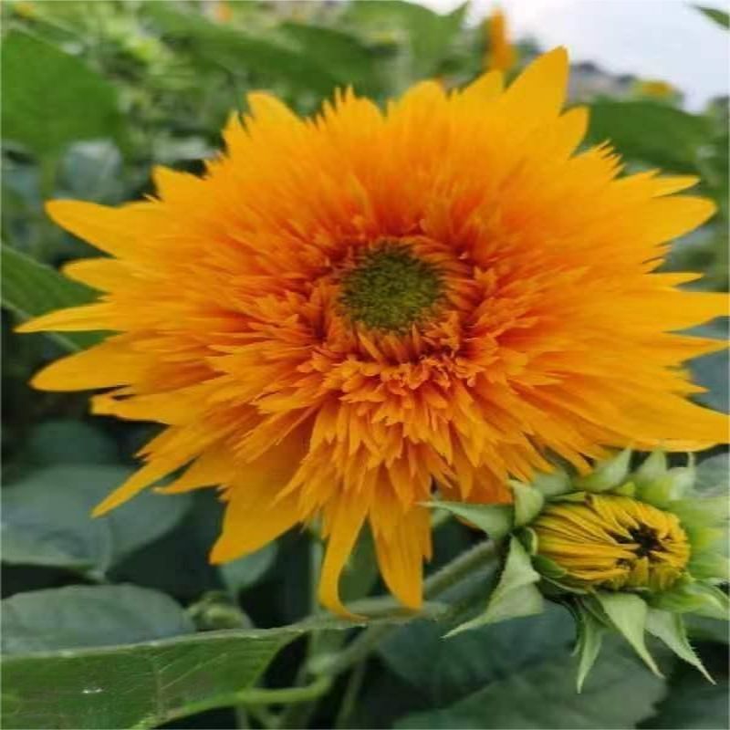 Choose three pieces, free shipping, flower bouquet, flower base straight hair, flower group buying, source of goods, flower wholesale, one piece is sent on behalf of others.