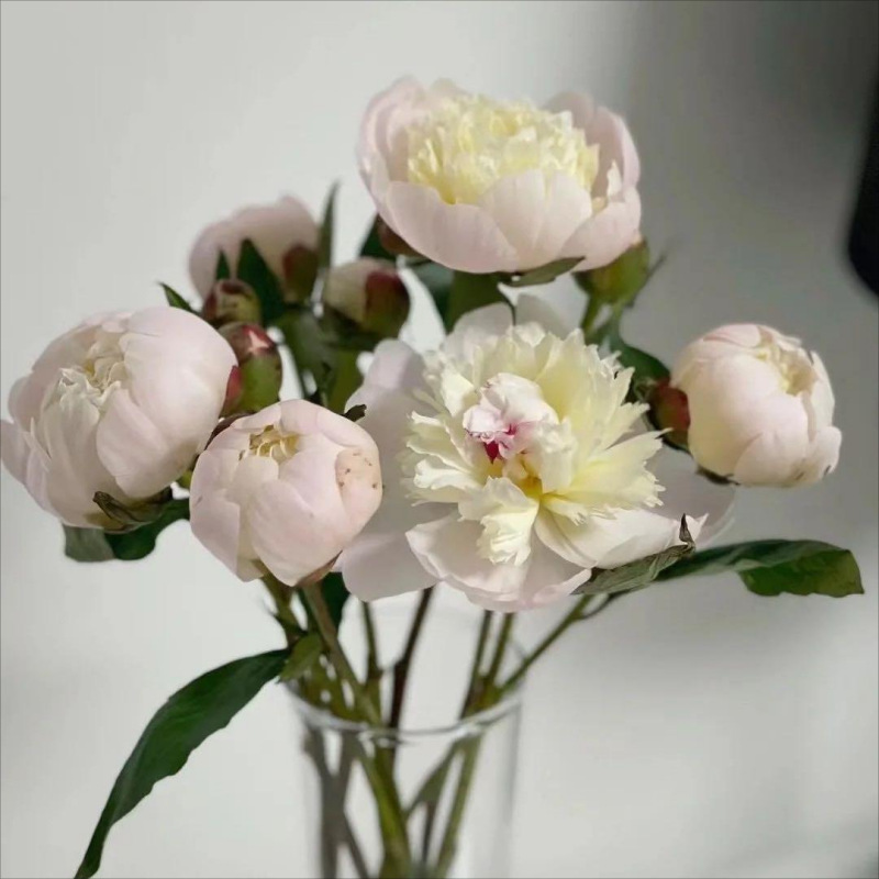 Choose three pieces, free shipping, flower bouquet, flower base straight hair, flower group buying, source of goods, flower wholesale, one piece is sent on behalf of others.