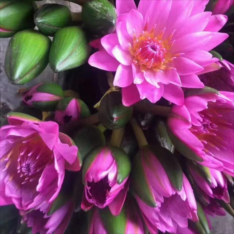 Choose three pieces, free shipping, flower bouquet, flower base straight hair, flower group buying, source of goods, flower wholesale, one piece is sent on behalf of others.