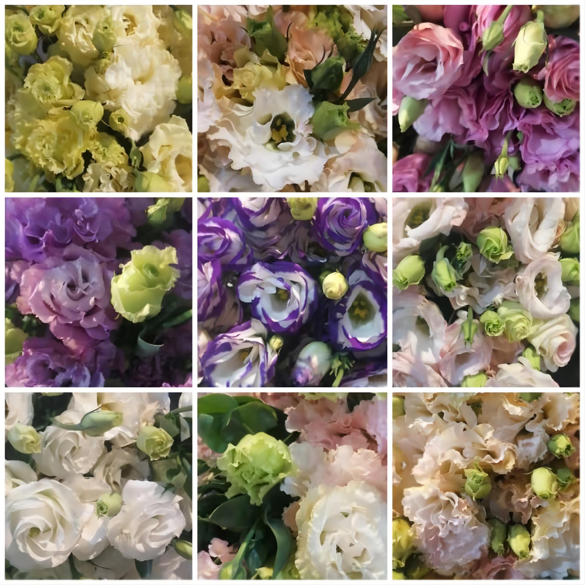 Yunnan flowers wholesale