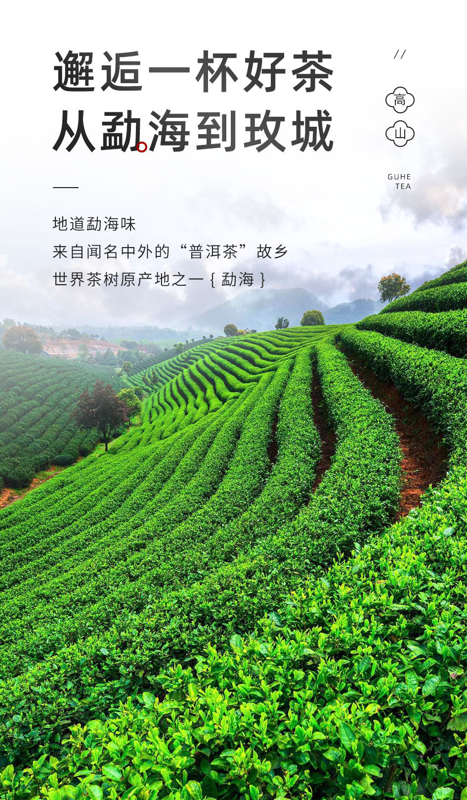 Rose Pu-erh Tea 500g Loose Leaf Ripe Pu-erh for Milk Tea Shops and Commercial Use