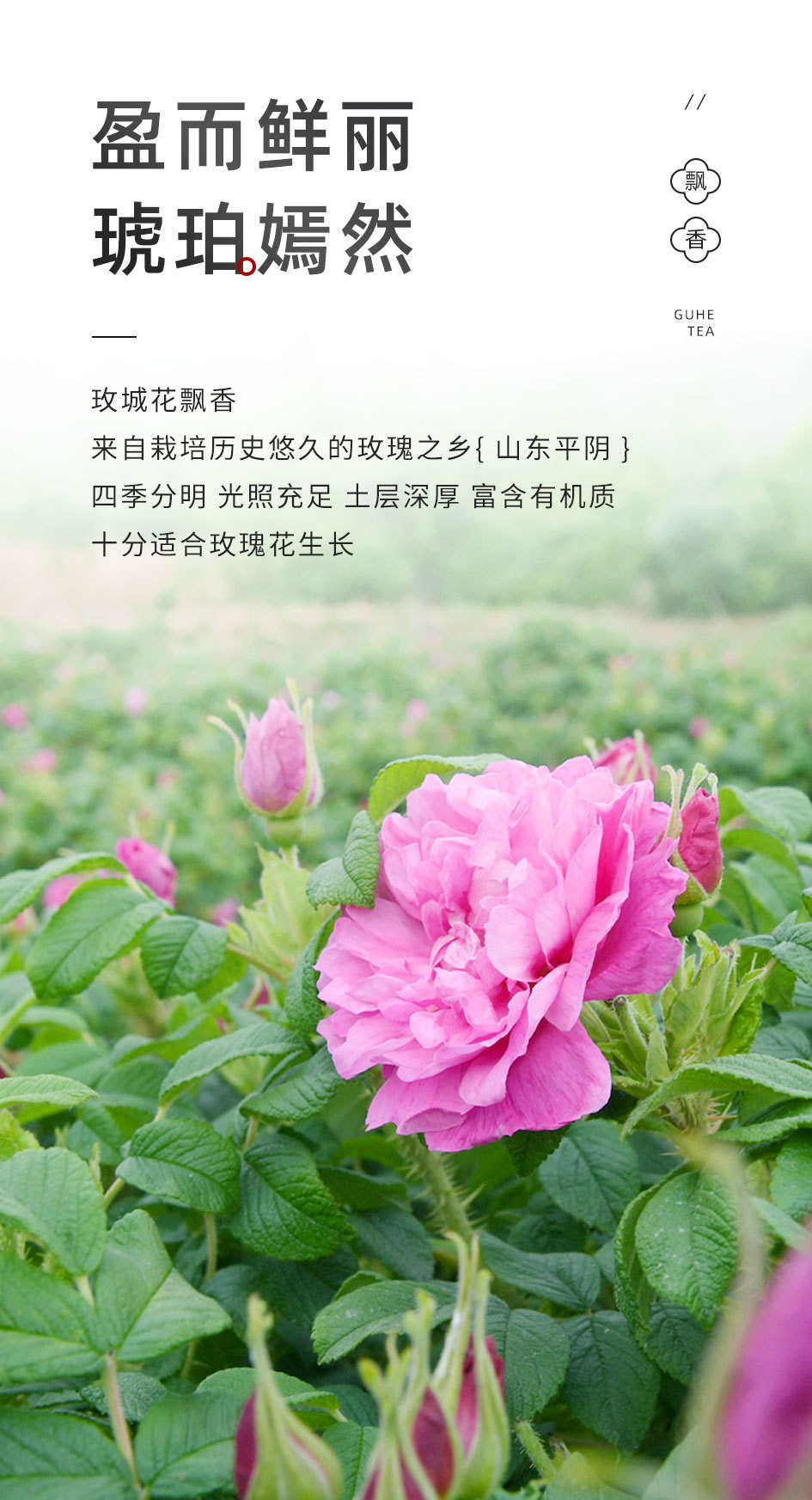 Rose Pu-erh Tea 500g Loose Leaf Ripe Pu-erh for Milk Tea Shops and Commercial Use