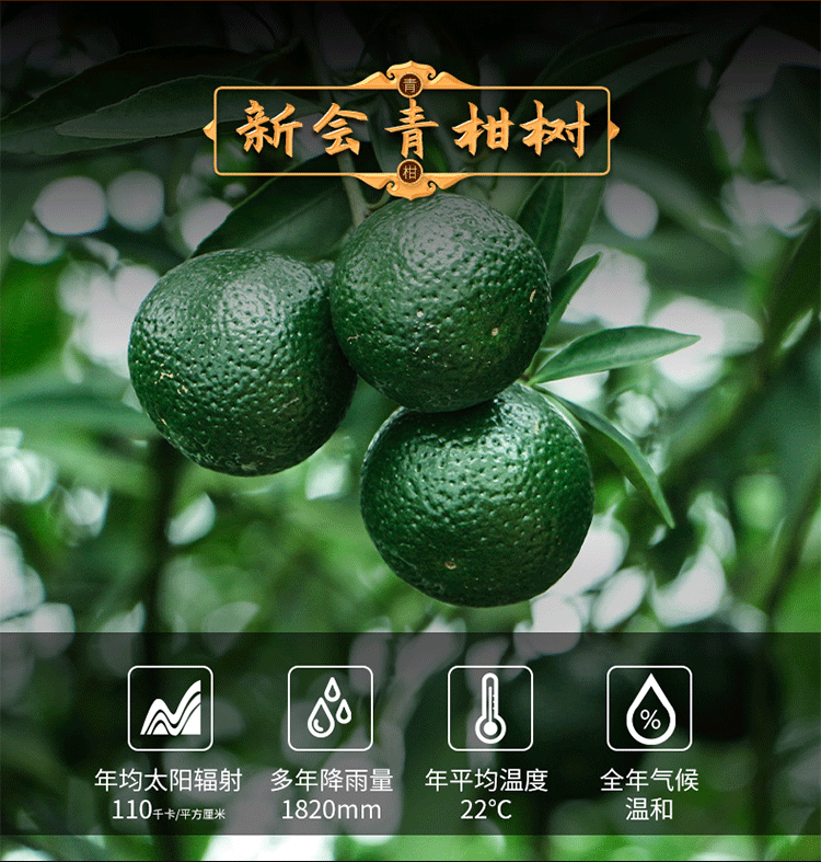 Tianma Xiao Qing Gan Stuffed Mandarin Pu'er Ripe Tea, 500g Loose Leaf Ganpu Tea from Guangdong