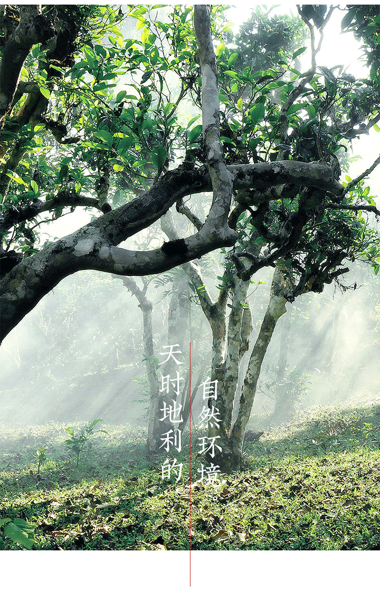 Tianma Xiao Qing Gan Stuffed Mandarin Pu'er Ripe Tea, 500g Loose Leaf Ganpu Tea from Guangdong